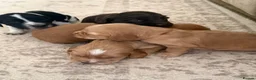 Sprocker dogs for sale: Beautiful Sprocker Spaniel Puppies  - Advert 14