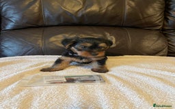 Yorkshire Terrier dogs for sale: ** Yorkshire Terrier Puppies  - Image 6