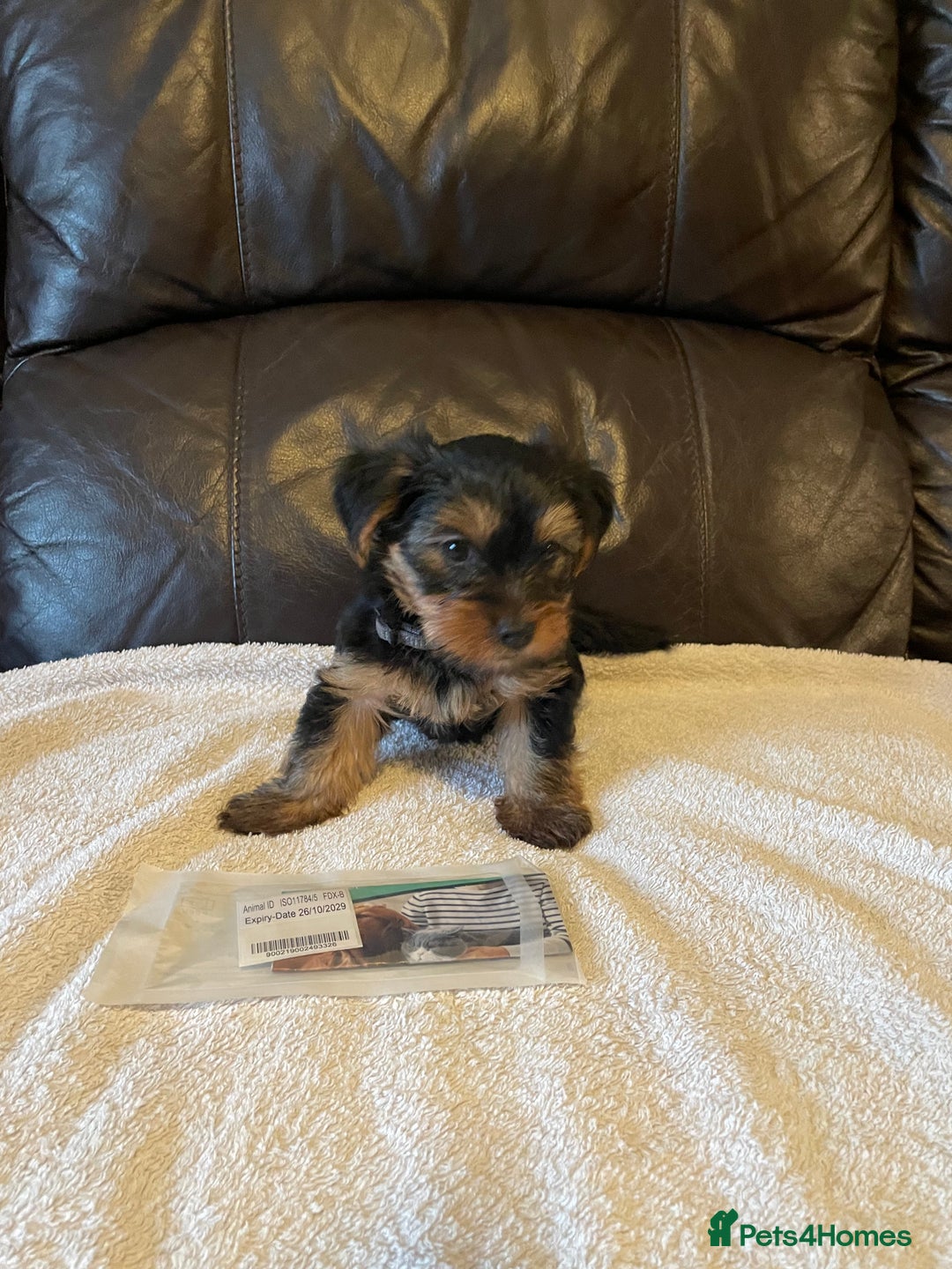 Yorkshire Terrier dogs for sale: ** Yorkshire Terrier Puppies  - Image 6