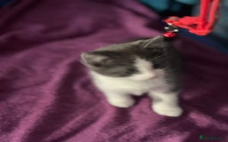 Mixed Breed cats for sale: Fabulous fun , fluffy and  happy kittens  - Image 10