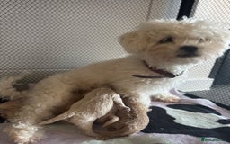 Maltipoo dogs for sale: Adorable Maltipoo Puppies 🐾 - Image 4