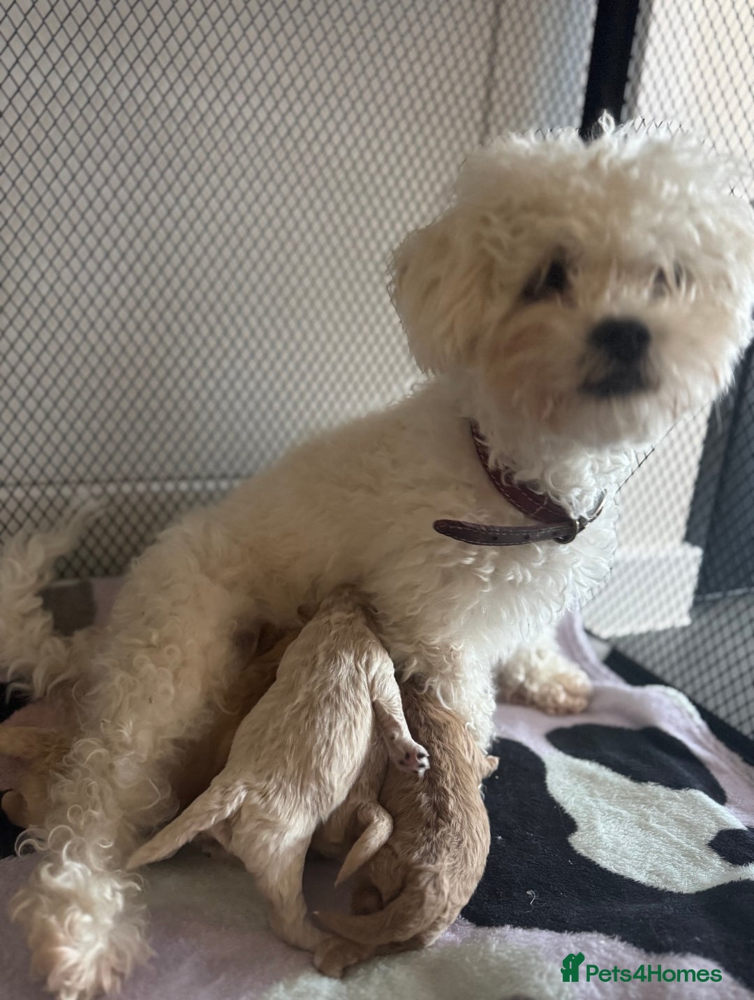 Maltipoo dogs for sale: Adorable Maltipoo Puppies 🐾 - Image 4