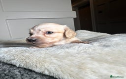 Miniature Dachshund dogs for sale: Clear Cream Miniature Dachsunds - Image 9