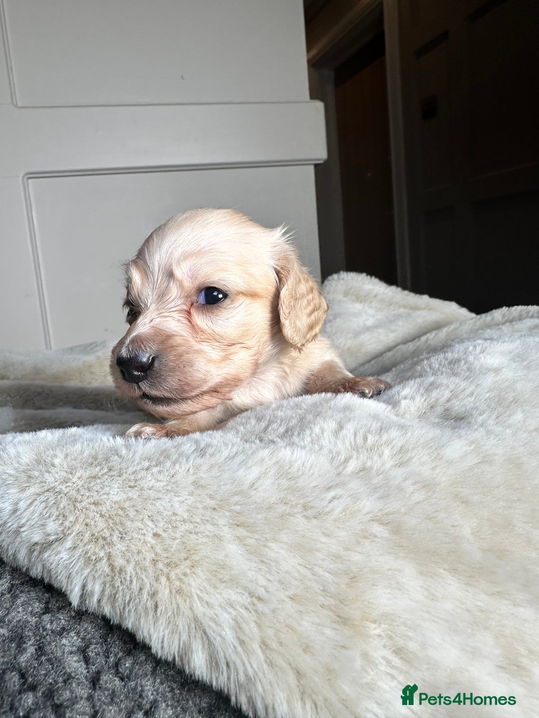 Miniature Dachshund dogs for sale: Clear Cream Miniature Dachsunds - Image 9