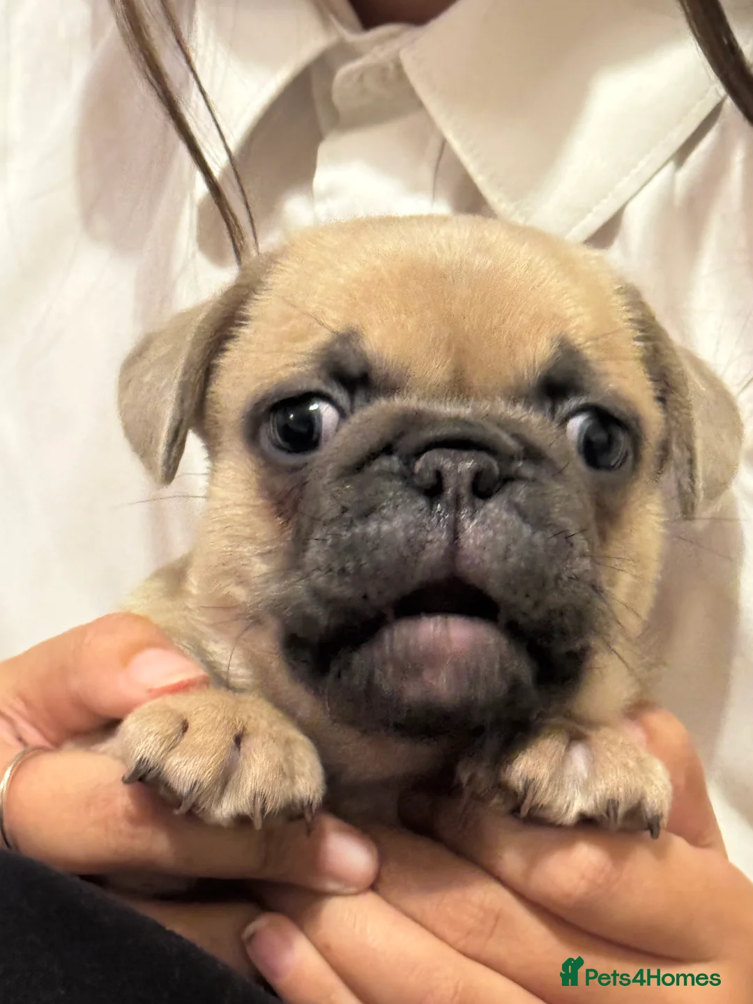 Frug dogs for sale: Our gorgeous ‘ CHUNKY’  - Advert 5