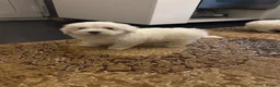 Maltese dogs for sale: Bichon maltese mini toy pure breed - Advert 1