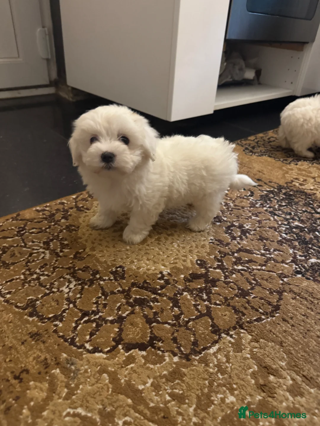 Maltese dogs for sale: Bichon maltese mini toy pure breed - Advert 1