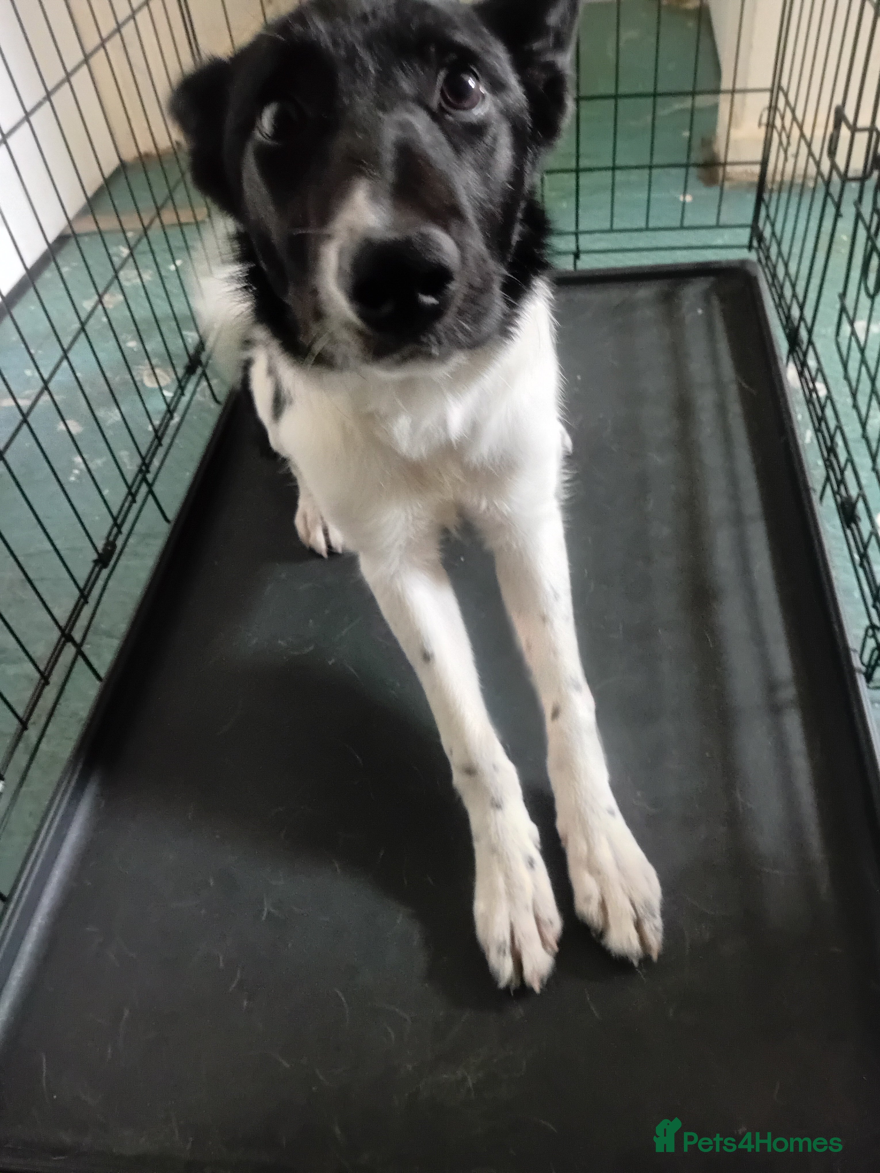 Border Collie dogs 6 month old beautiful nala - Advert 5