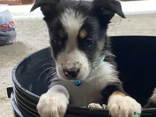 Border Collie dogs 2 male border collie pups - Advert 1