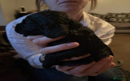 Cockapoo dogs for sale: Stunning litter of cockapoos  - Advert 22