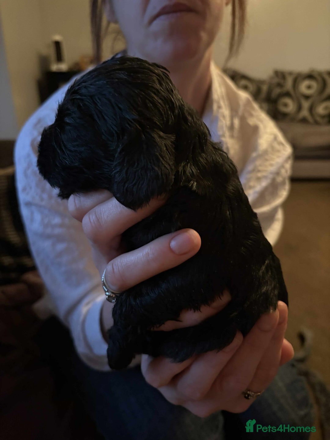 Cockapoo dogs for sale: Stunning litter of cockapoos  - Advert 22