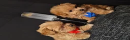 Maltipoo dogs for sale: Maltipoo Miny ready to Leave soon - Advert 7