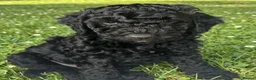 Cockapoo dogs for sale: 🐾REHOMED 🐾 Beautiful Black F1b Cockapoo 🖤 - Advert 4