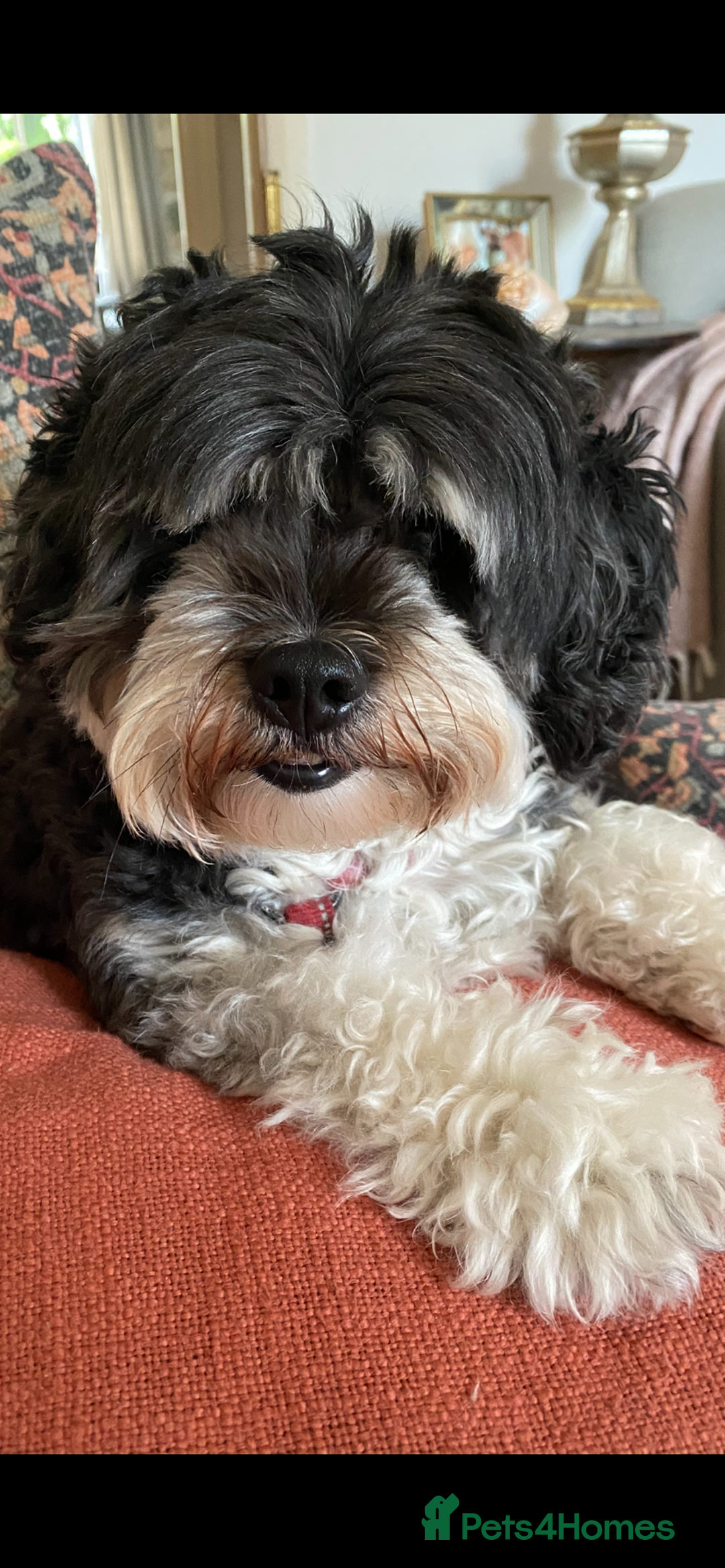 Bichon Frise dogs for adoption: 💙🐶 BERTIE 🐶💙 - Image 6