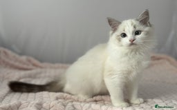 Ragdoll cats for sale: Playful Pedigree Ragdoll Kittens Available - Image 13