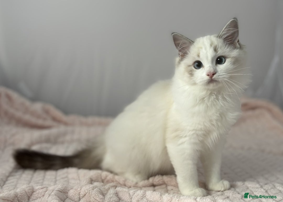 Ragdoll cats for sale: Playful Pedigree Ragdoll Kittens Available - Image 13