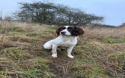 English Springer Spaniel dogs for stud: English springer for stud in Gainsborough - Image 5