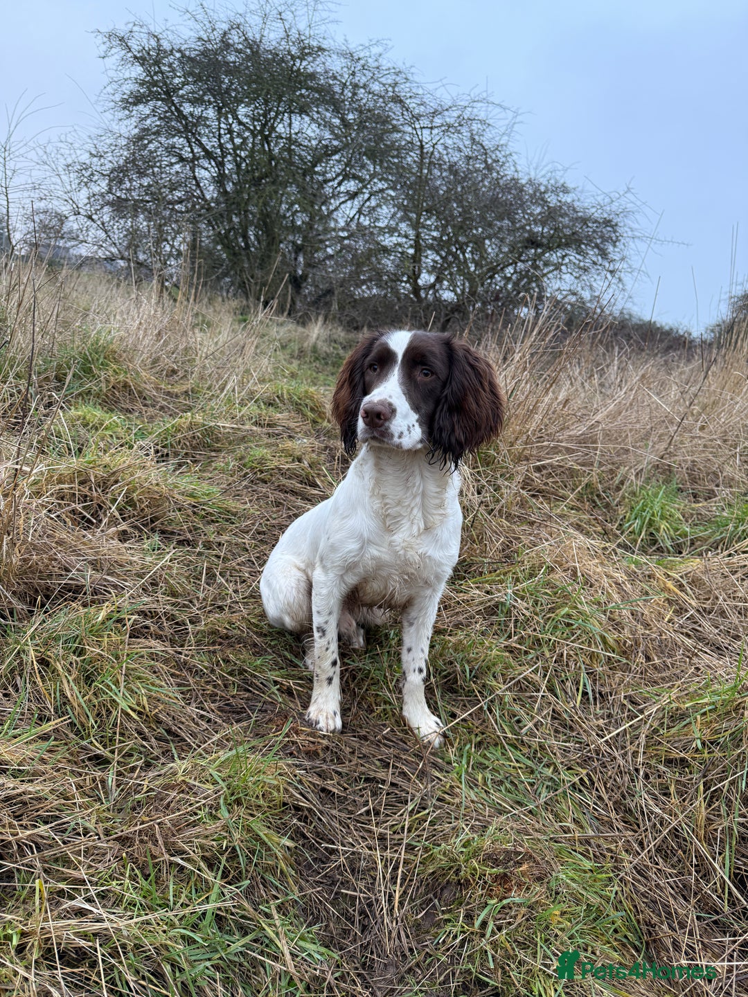 English Springer Spaniel dogs for stud: English springer for stud in Gainsborough - Image 5