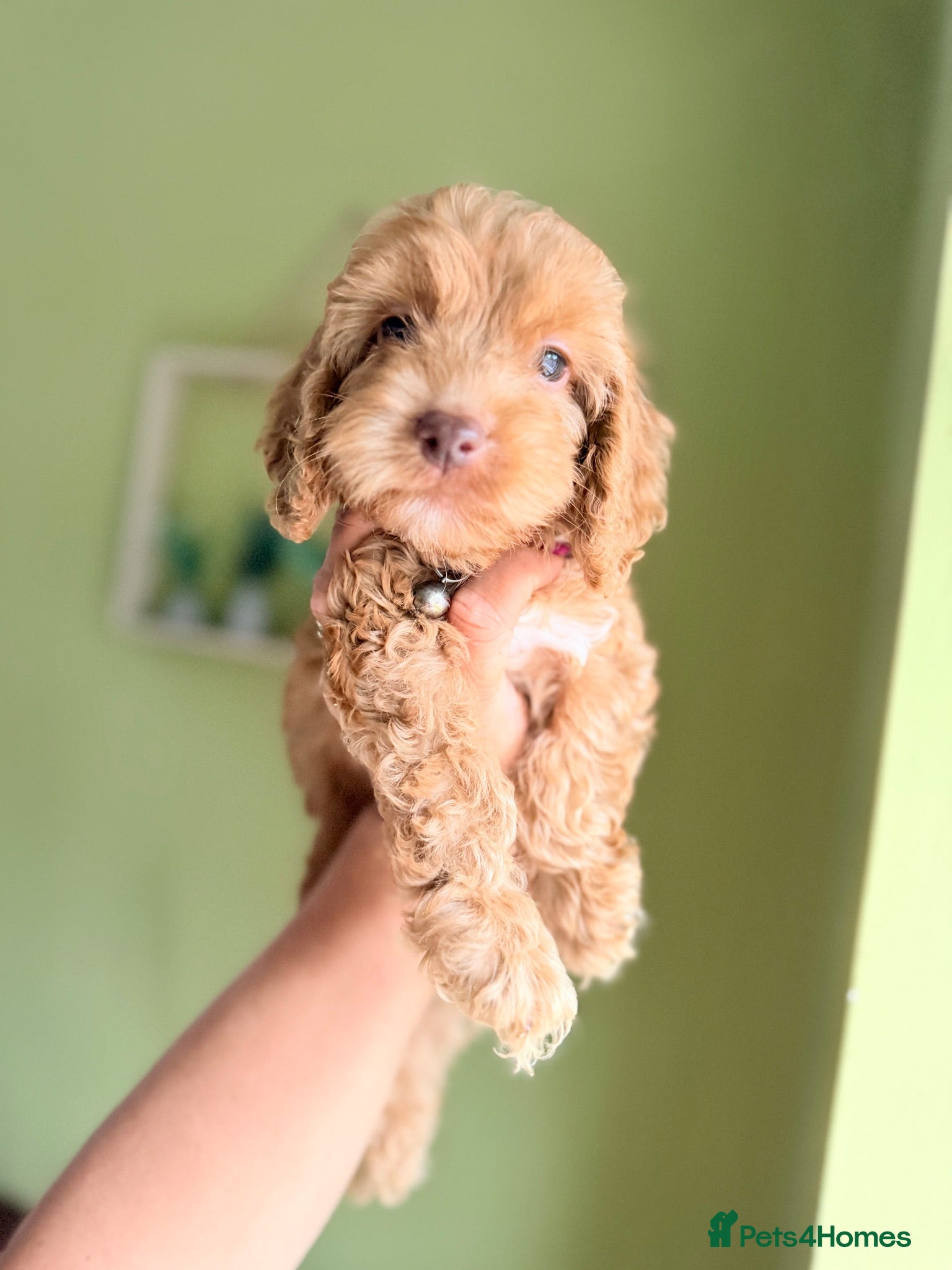 Cockapoo dogs F1 Cute Fluffy Pups ready to Go Home  - Advert 1