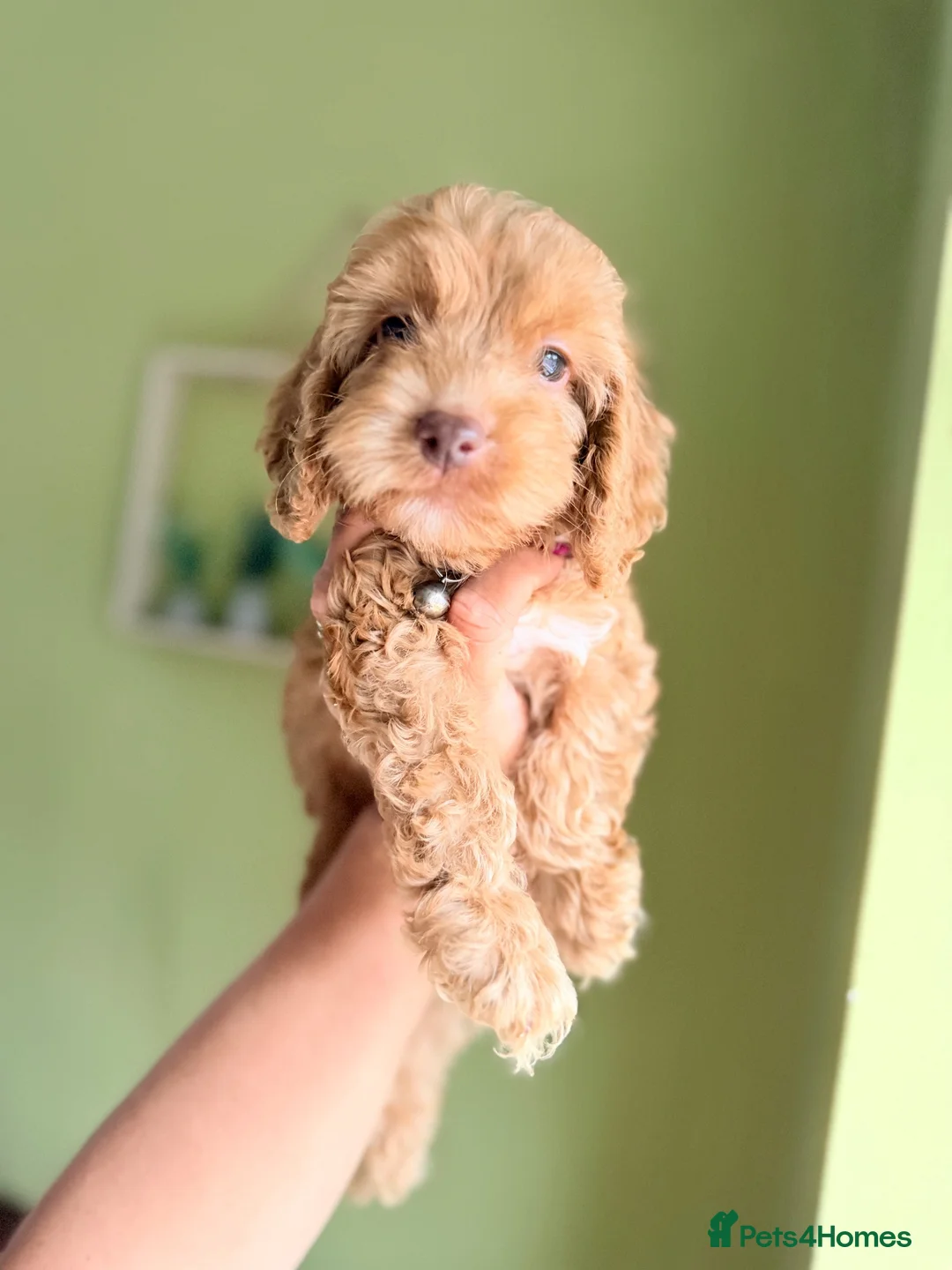 Cockapoo dogs for sale: F1 Cute Fluffy Pups ready to Go Home  - Advert 2