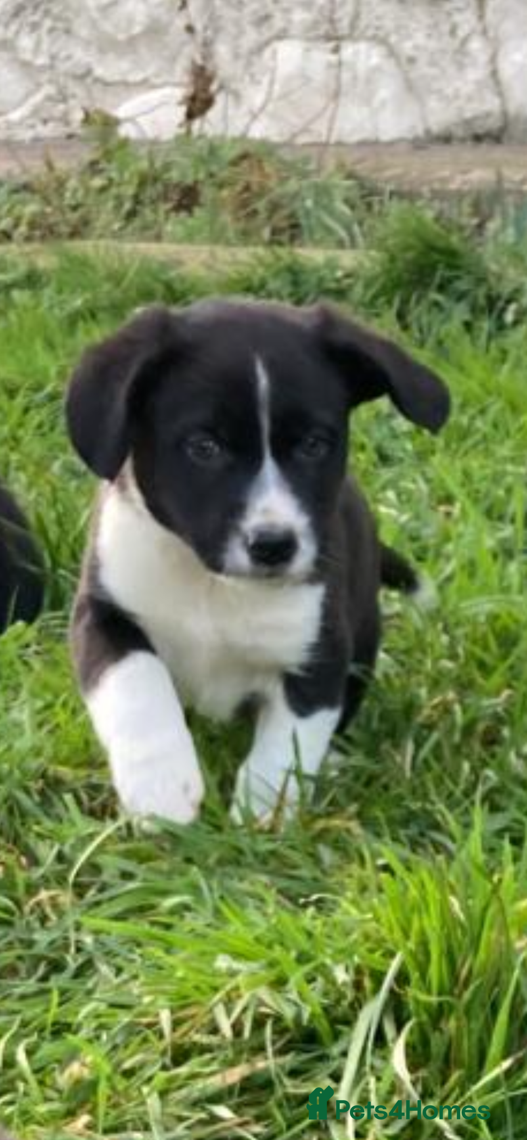 Mixed Breed dogs for sale:  4 Sprollie - Advert 9