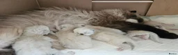 Persian cats for sale: Stunning Top Quality Persian Kittens  - Advert 22