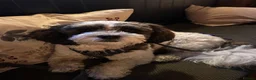 Shihpoo dogs for stud: 2 year old Shihpoo available for stud in Harrogate - Advert 9
