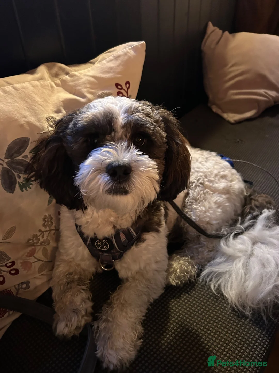 Shihpoo dogs for stud: 2 year old Shihpoo available for stud in Harrogate - Advert 9
