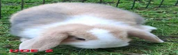 Mini Lop rabbits for sale: Mini Lop Rabbits **Ready to leave 12th May** - Advert 6