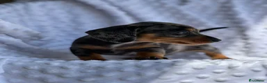 Miniature Dachshund 1