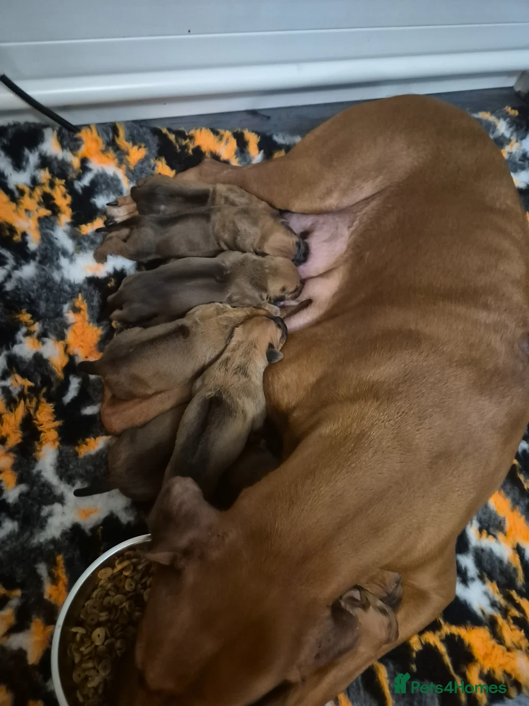 Rhodesian Ridgeback dogs for sale: ADORABLE RR PUPS! BOTH PARENTS DNA HEALTH CHECKED  - Advert 6