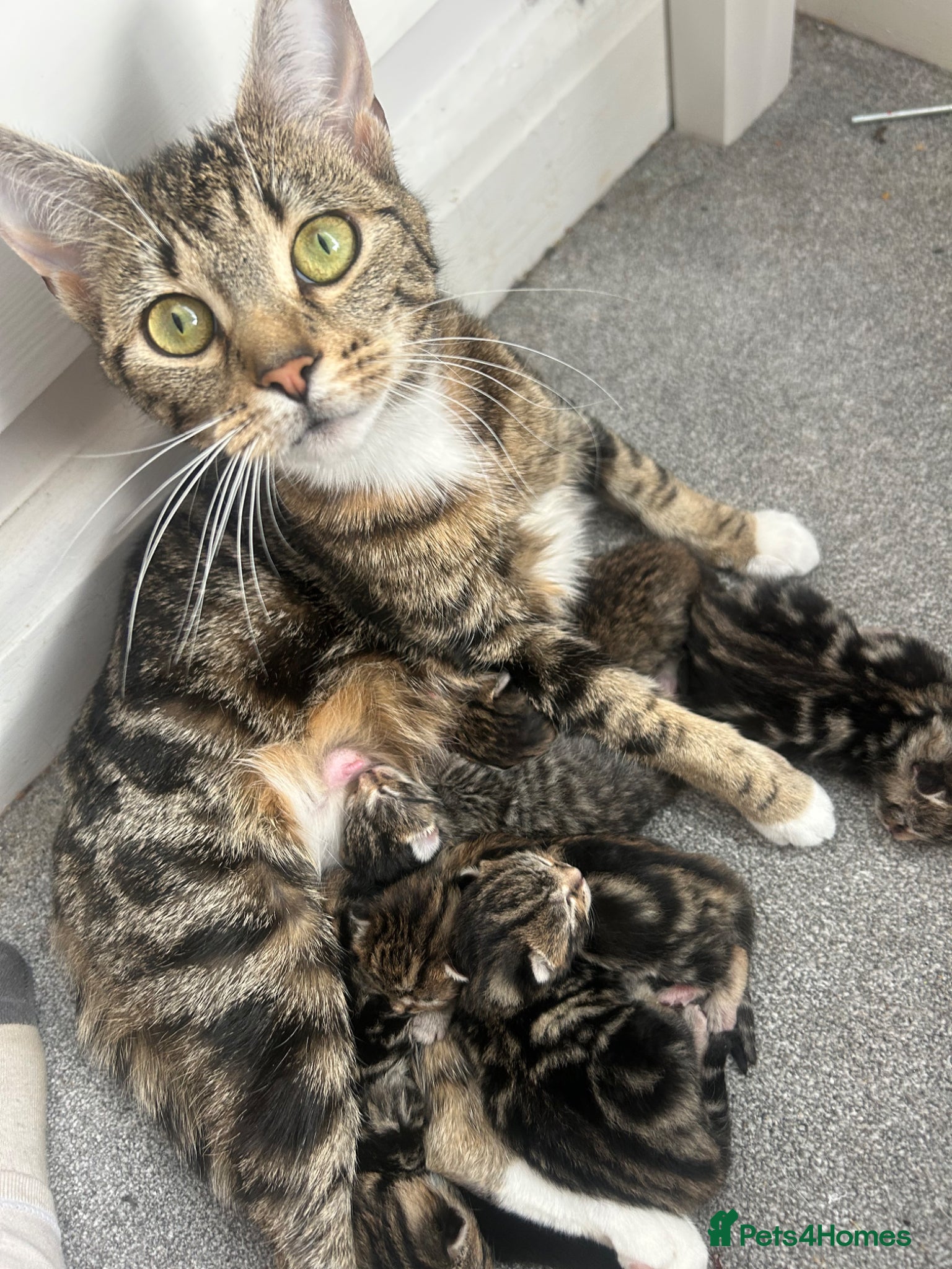 Mixed Breed cats Mixed tabby and bengal kittens  - Advert 3