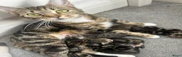 Mixed Breed cats for sale: Mixed tabby and bengal kittens  in Tamworth - Advert 1
