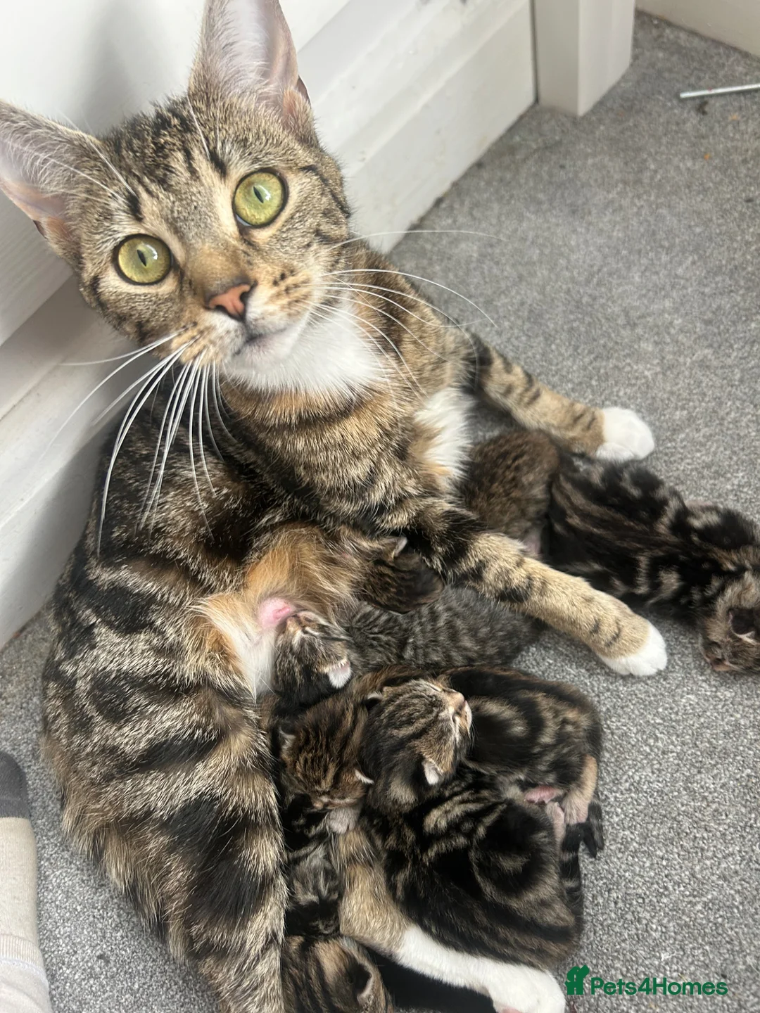 Mixed Breed cats for sale: Mixed tabby and bengal kittens  in Tamworth - Advert 1
