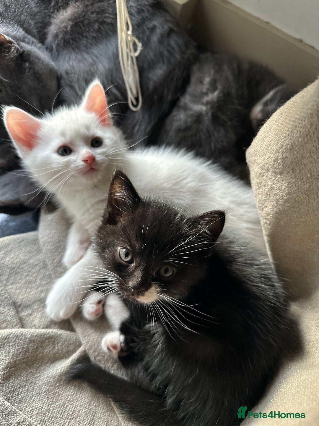British Shorthair cats for sale: Adorable Kittens Looking for Loving Homes  in London - Image 23