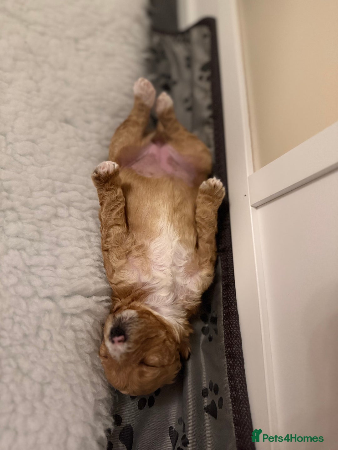 Cavapoo dogs for sale: Australian Cavapoo ! Full panel DNA Tested  - Advert 7