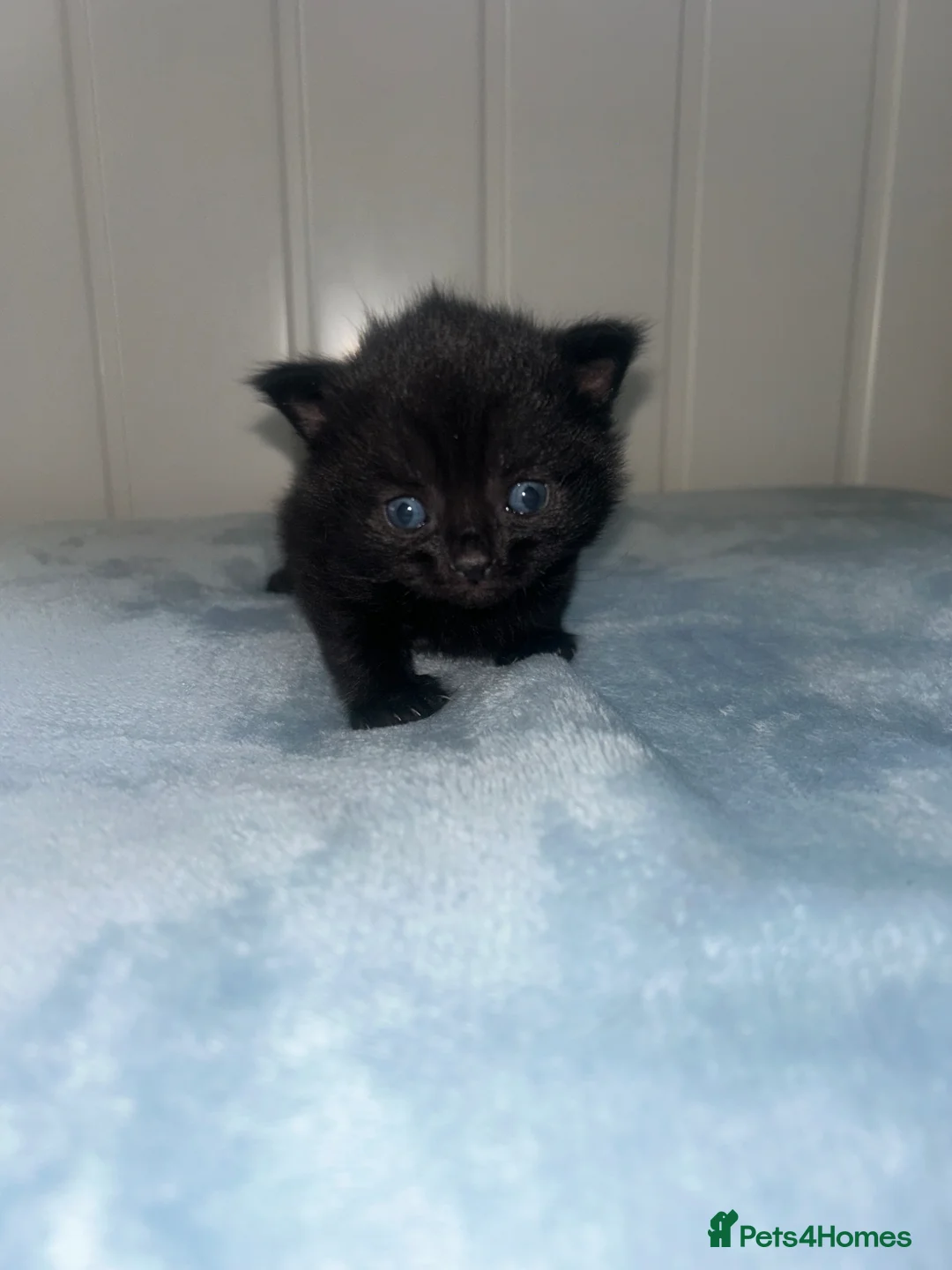 Mixed Breed cats for sale: Gorgeous kittens for sale  in Pershore - Advert 2