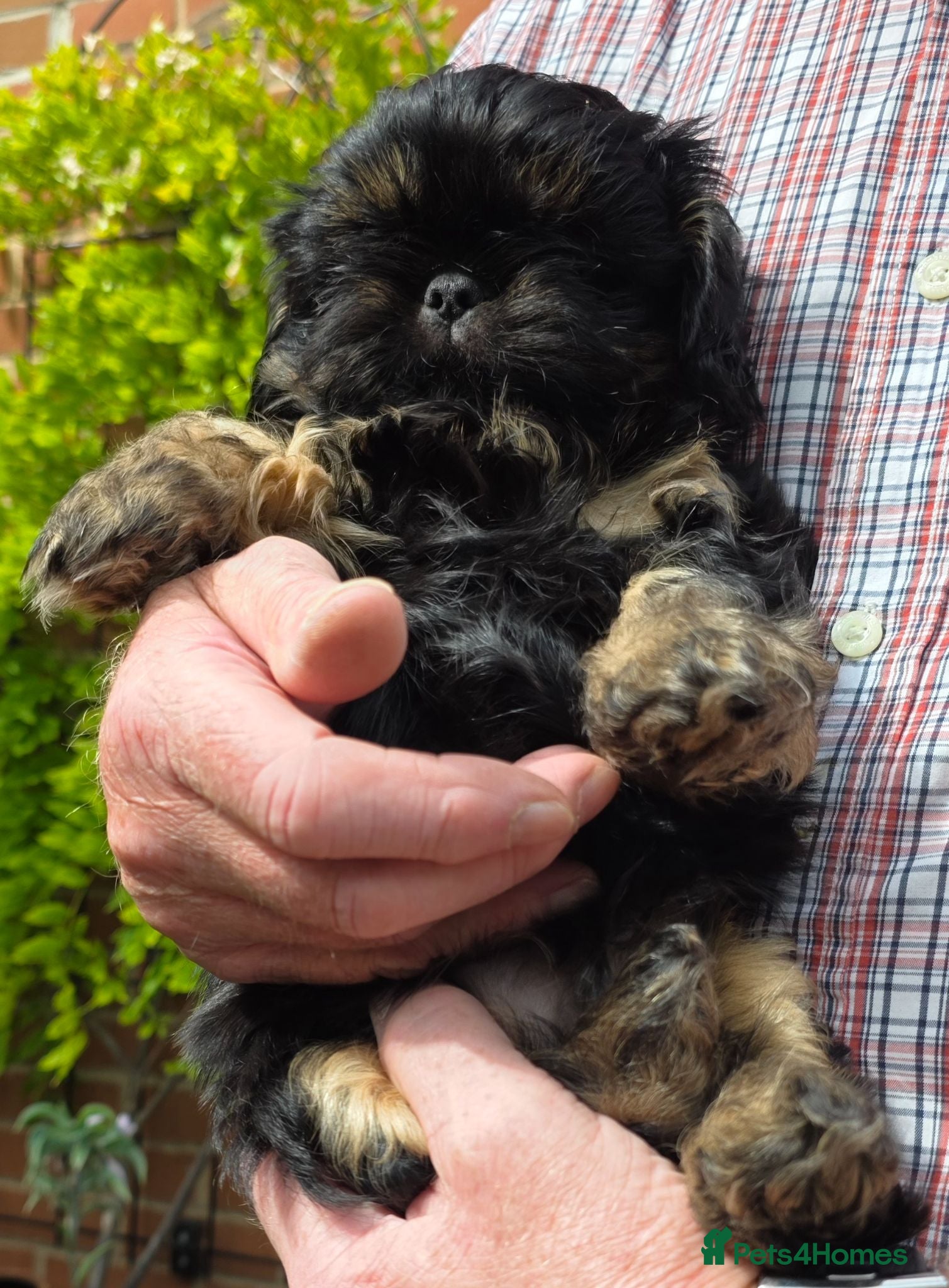 Shih Tzu dogs Stunning KC registered Imperial Shih Tzu puppies - Advert 2