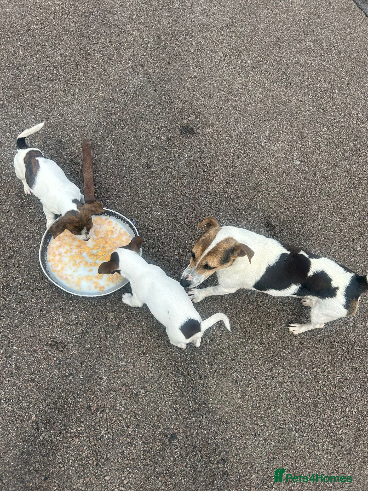 Jack Russell dogs Jack Russell puppies  - Advert 2
