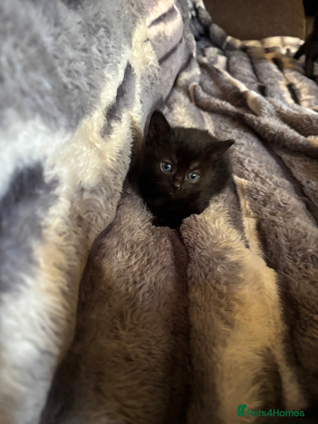 British Longhair cats for sale: 5 beautiful domestic long haired kittens - Image 6