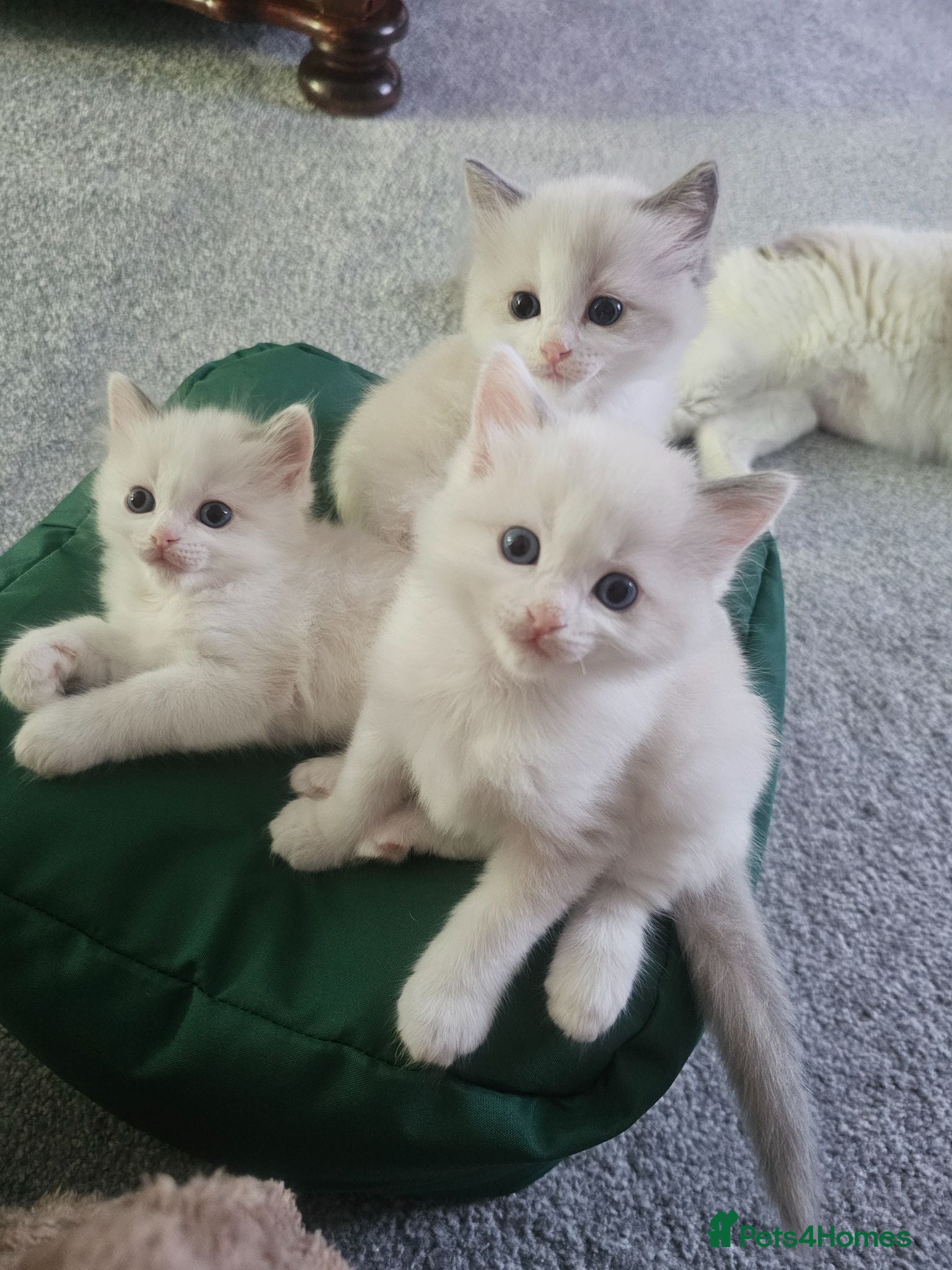 Ragdoll cats Kitten Ragdoll bicolor- 1 boy and 2 girls  - Advert 2
