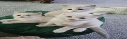 Ragdoll cats for sale: Kitten Ragdoll bicolor- 1 boy and 2 girls  in Fareham - Advert 15