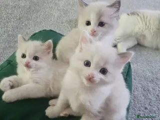 Ragdoll cats Kitten Ragdoll bicolor- 1 boy and 2 girls - Advert 2