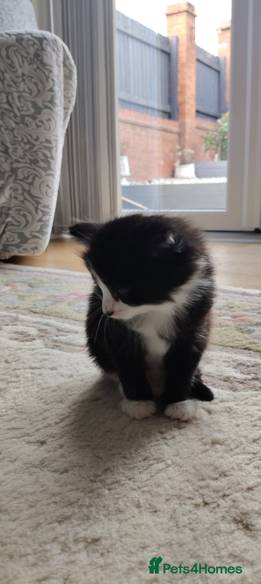 Mixed Breed cats for sale: Kitten's  - Image 4