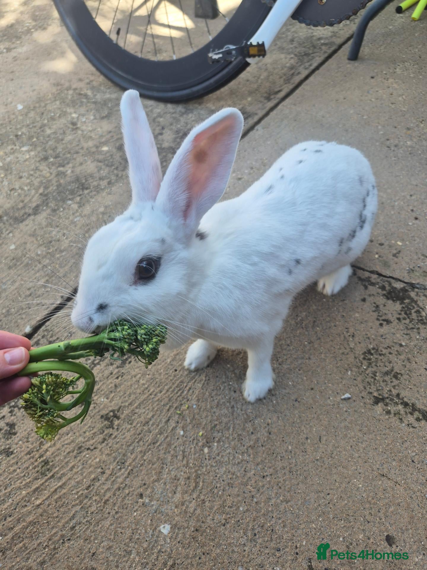 Mini Lop rabbits White Rabbit 3 years old  - Advert 2