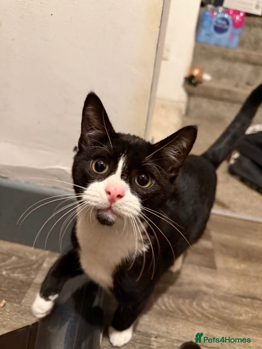 Mixed Breed cats for sale: Kittens  - Advert 14