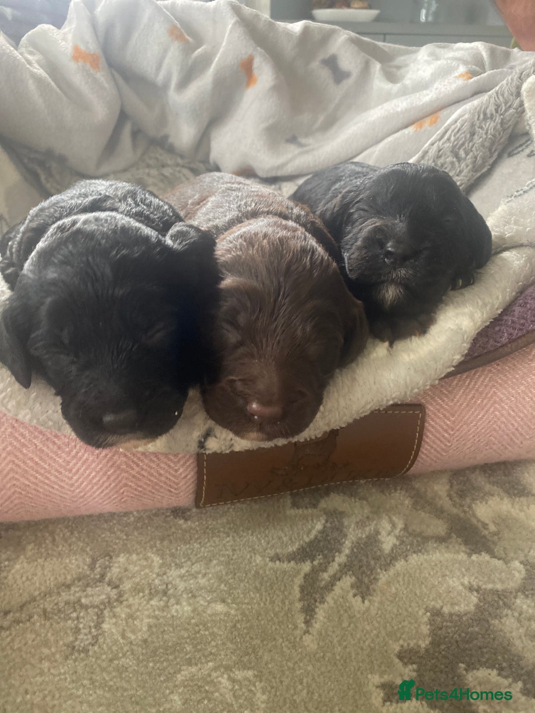Sproodle dogs for sale: sproodle puppies - Image 1