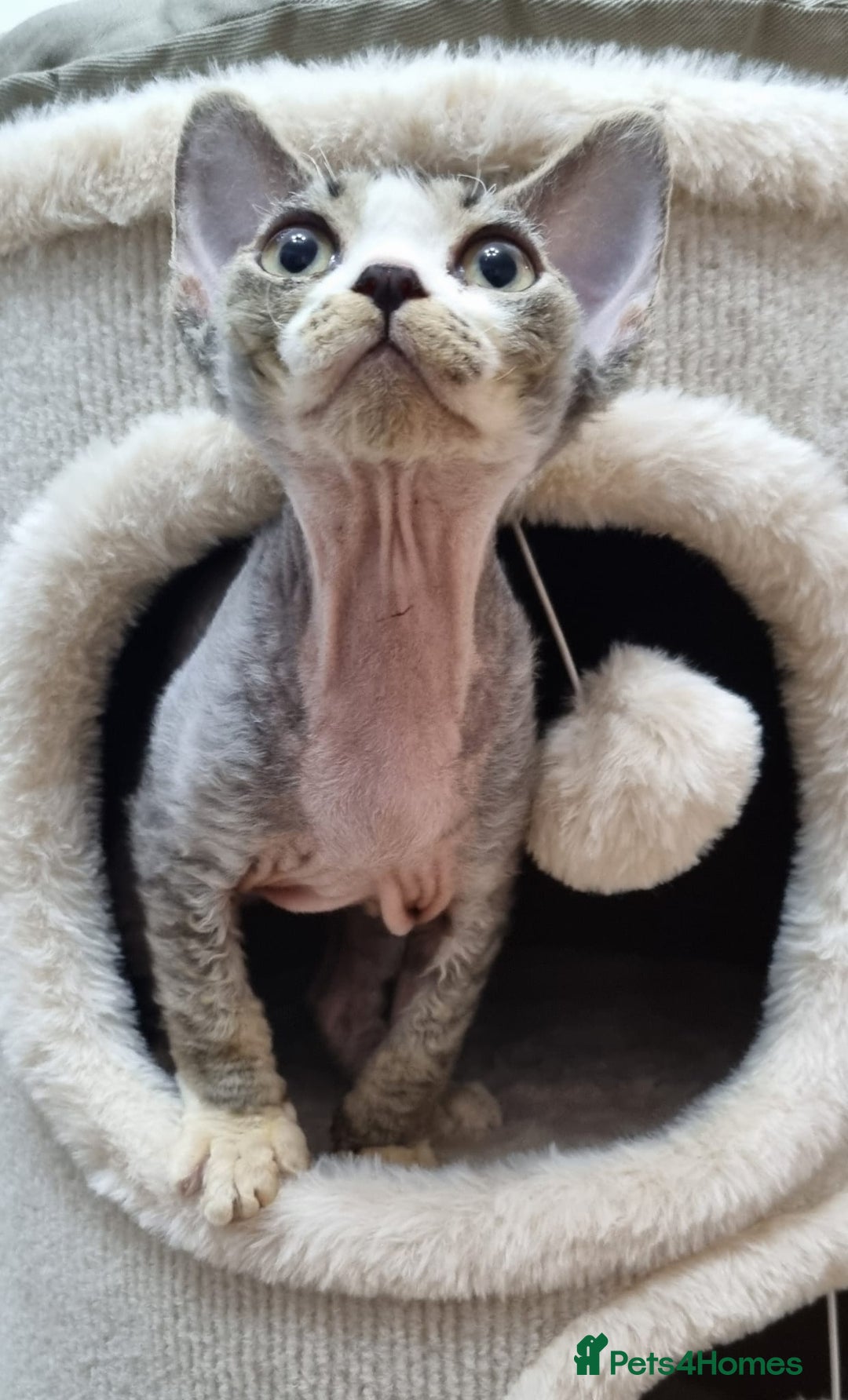 Devon Rex cats for sale: ❤️🐱Brown mackerel tabby Devon Rex ❤️🐱 - Advert 19