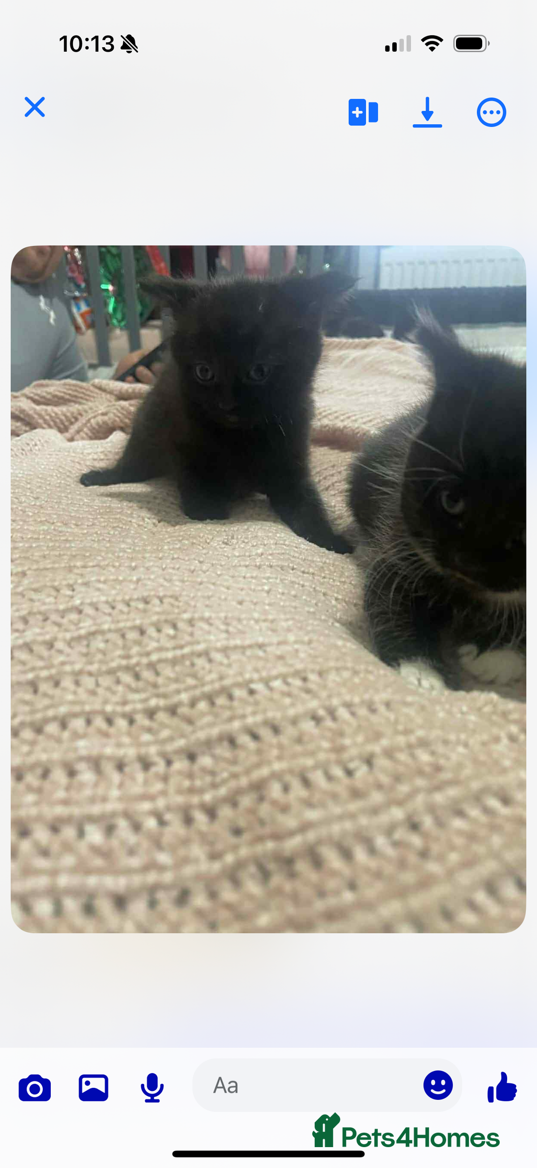 Mixed Breed cats for sale: 4 boy kittens ready to go to there forever home  - Advert 3