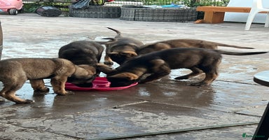 German Shepherd dogs - Advert 15